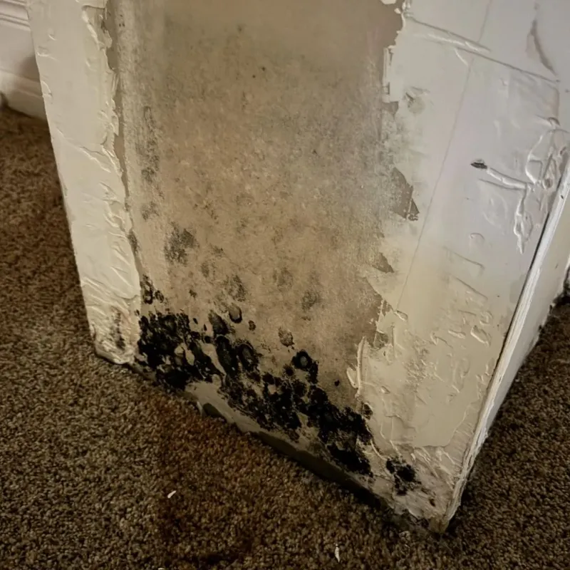 Professional Mold Removal in Orangeburg, SC